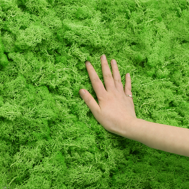 20/40g Artificial Green Plants - Terrarium Moss Art บทวิจารณ์และราคา