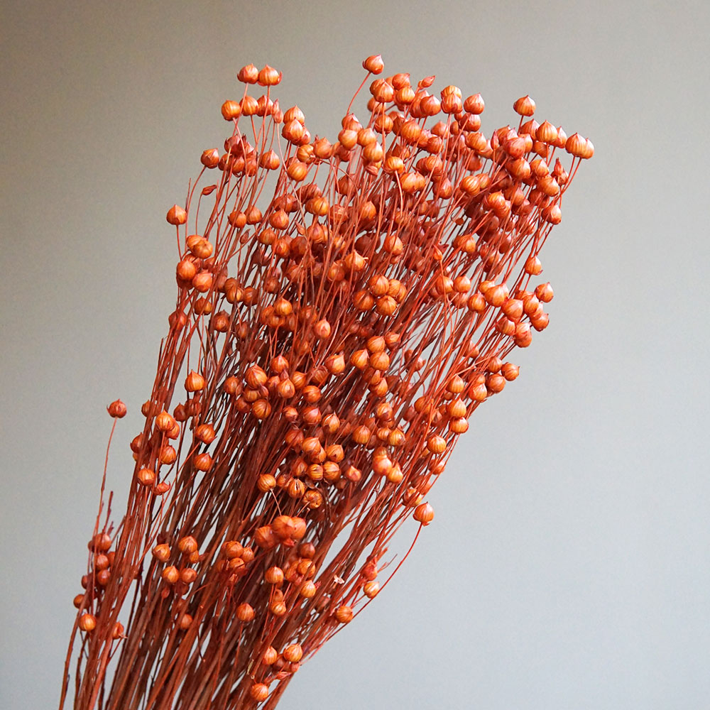 35g/Preserved Ormosia Hosiei N - Dried Flower Bulk บทวิจารณ์และราคา