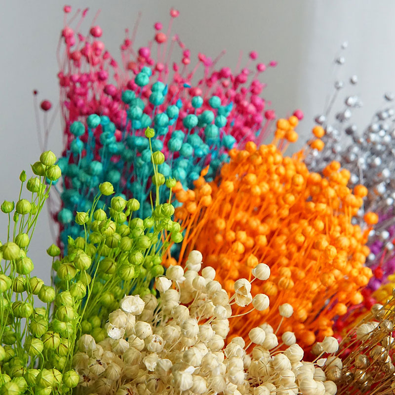 35g/Preserved Ormosia Hosiei N - Dried Flower Bulk บทวิจารณ์และราคา