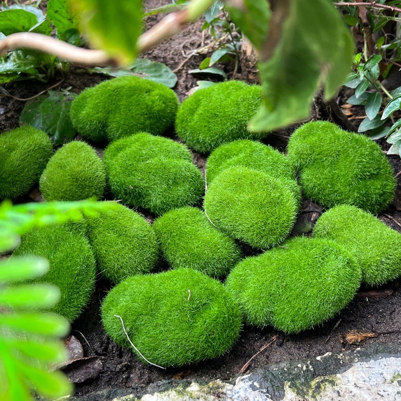 5/30pcs Simulation Moss Stone  - Terrarium Moss Art บทวิจารณ์และราคา