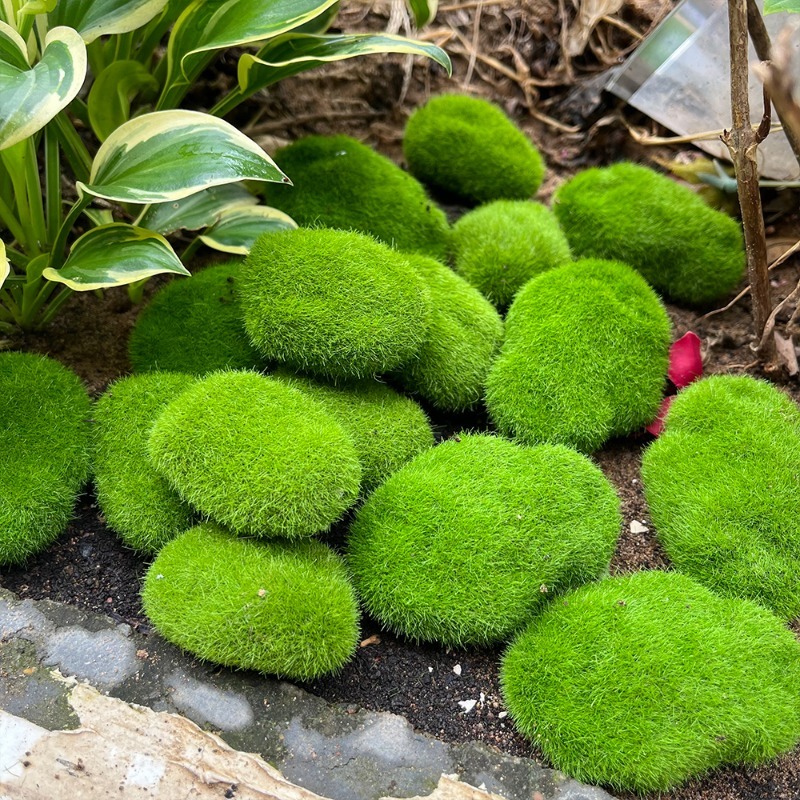 5/30pcs Simulation Moss Stone  - Terrarium Moss Art บทวิจารณ์และราคา