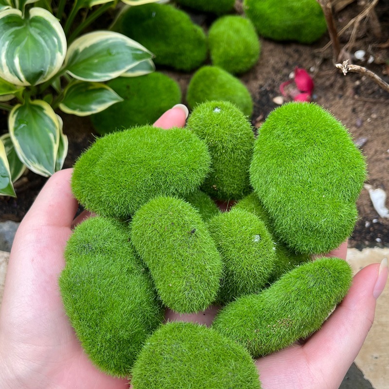 5/30pcs Simulation Moss Stone  - Terrarium Moss Art บทวิจารณ์และราคา