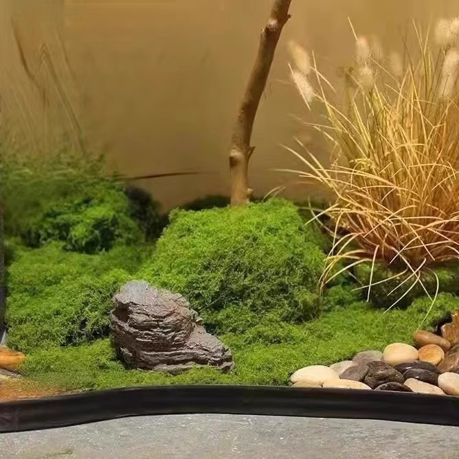 200g Eternal Life Moss DIY Cra - Terrarium Moss Art บทวิจารณ์และราคา