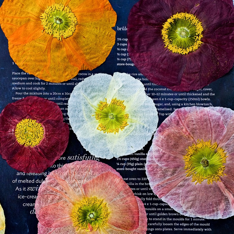 1pcs,Nature Field Poppy Presse - Resin Craft Ideas บทวิจารณ์และราคา