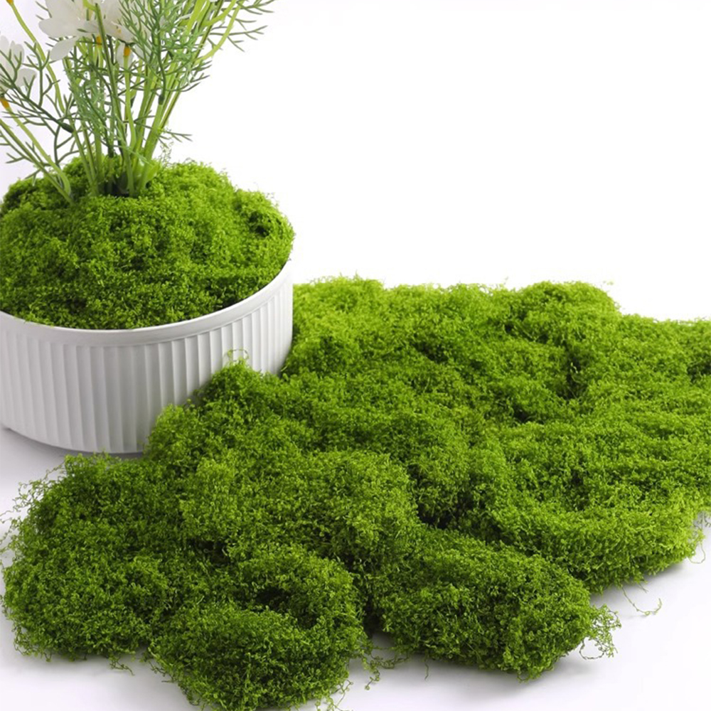 20/40/100g Eternal Life Moss D - Terrarium Moss Art บทวิจารณ์และราคา