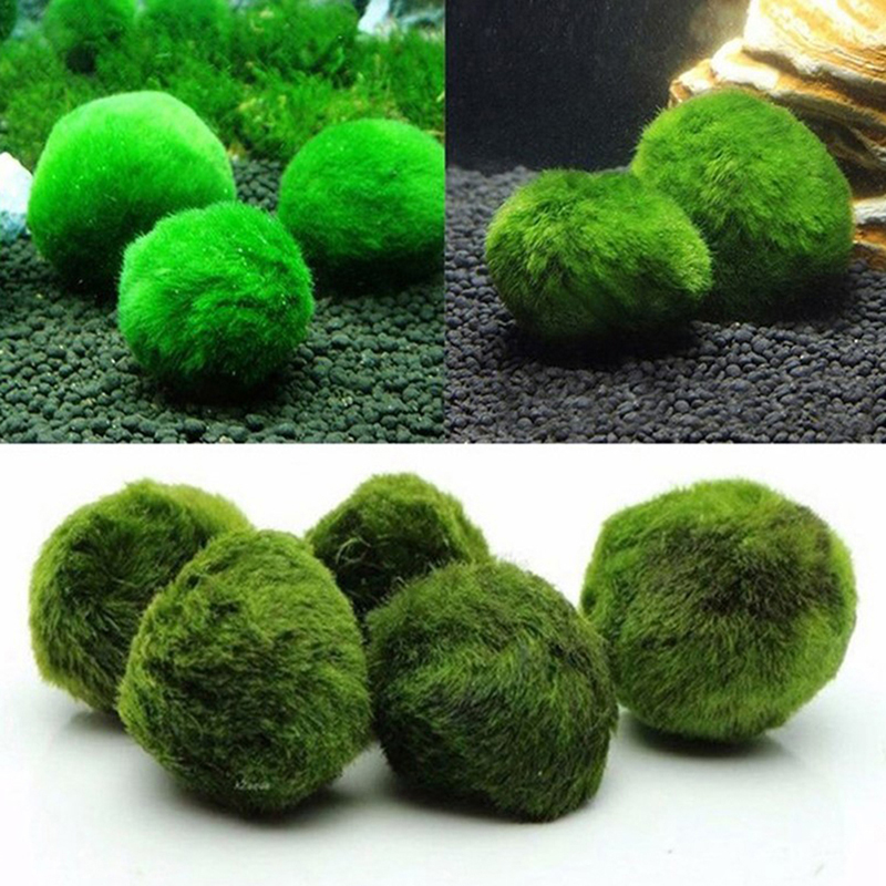 Marimo Moss Balls Live Aquariu - Terrarium Moss Art บทวิจารณ์และราคา