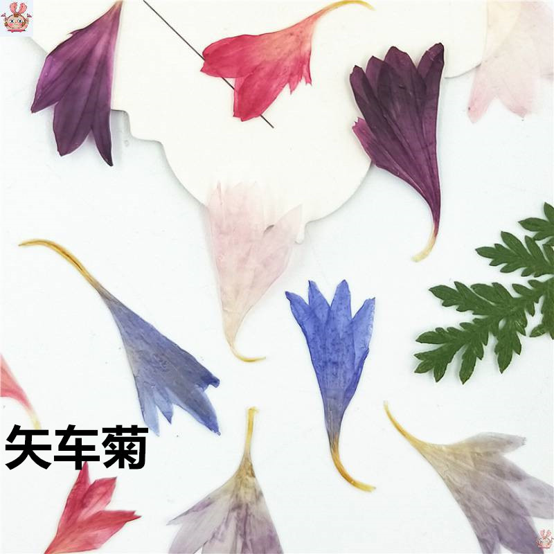 20 Plant Specimens, Cornflower - Resin Jewelry Kit บทวิจารณ์และราคา