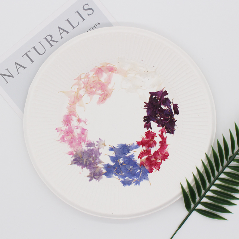 20 Plant Specimens, Cornflower - Resin Jewelry Kit บทวิจารณ์และราคา