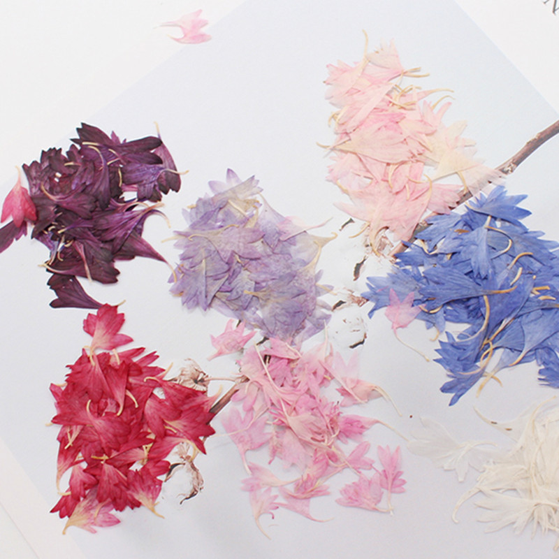 20 Plant Specimens, Cornflower - Resin Jewelry Kit บทวิจารณ์และราคา