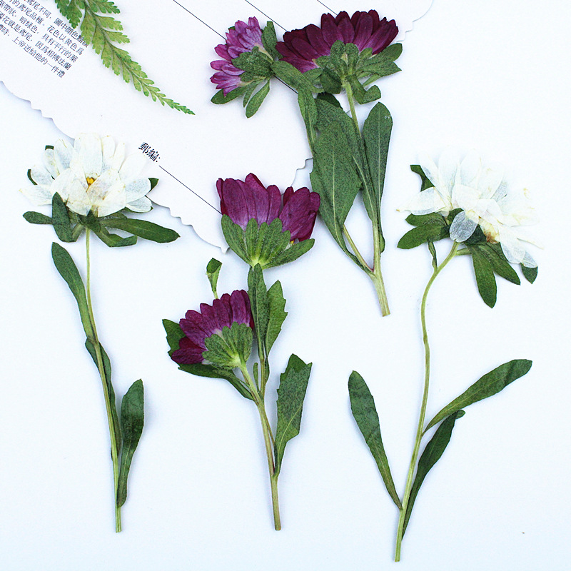 24pcs,Mini Chrysanthemum Press - Resin Craft Ideas บทวิจารณ์และราคา