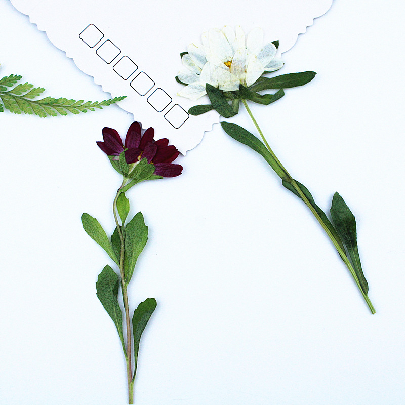 24pcs,Mini Chrysanthemum Press - Resin Craft Ideas บทวิจารณ์และราคา