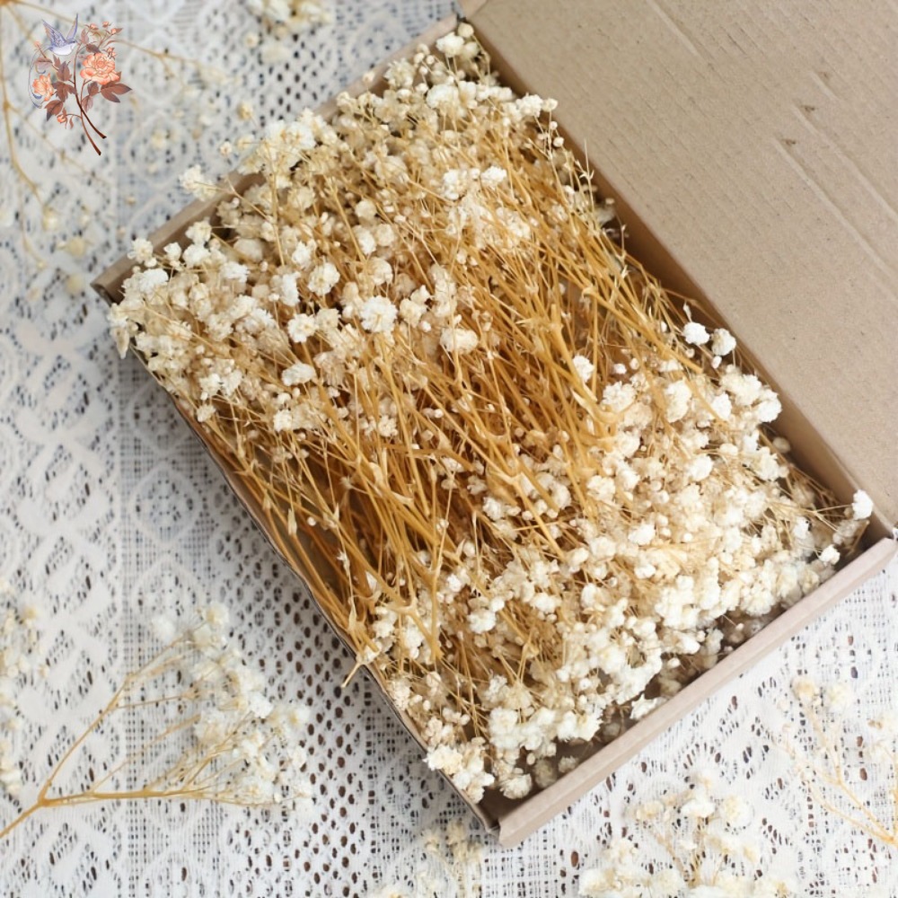 100pcs Mini Dried Baby's Breat - Dried Flower Bulk บทวิจารณ์และราคา