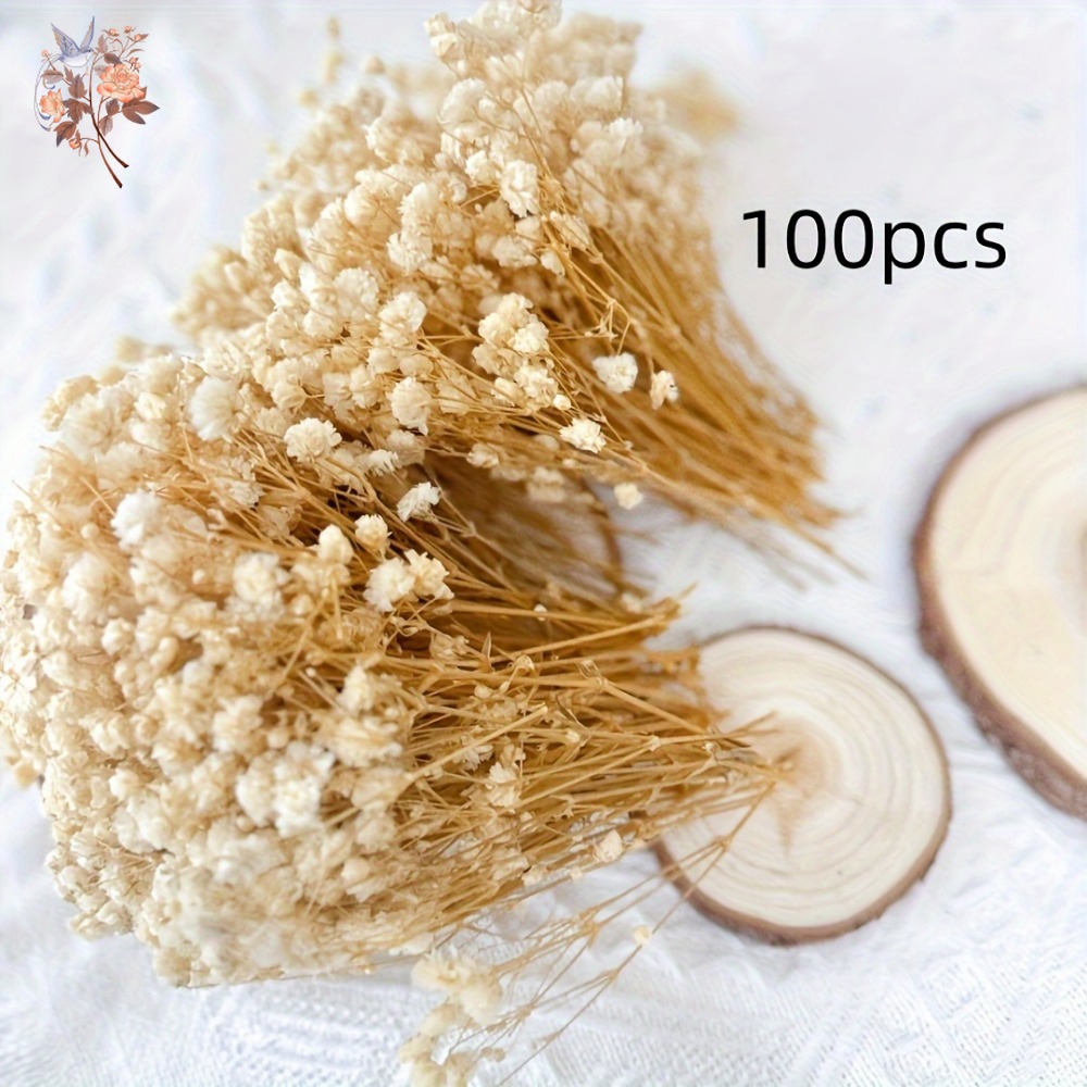 100pcs Mini Dried Baby's Breat - Dried Flower Bulk บทวิจารณ์และราคา