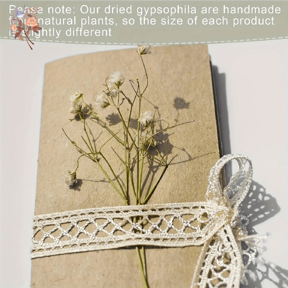 100pcs Mini Dried Baby's Breat - Dried Flower Bulk บทวิจารณ์และราคา